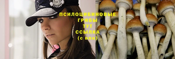 прущие грибы Вяземский